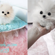 Image for article titled The World's Cutest Dog Cost $13,000 and Is Owned by Paris Hilton